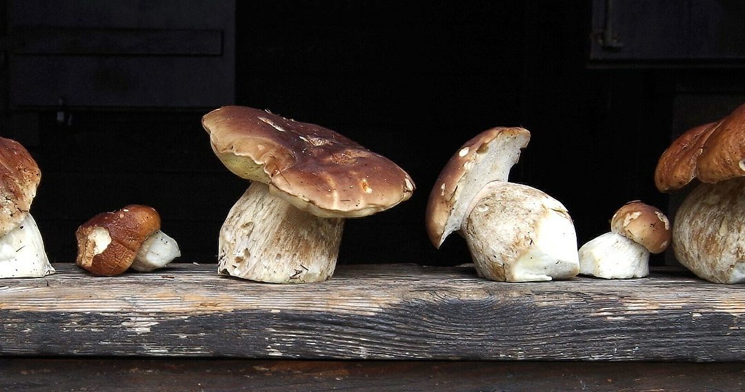 Pilze – am liebsten Steinpilze!